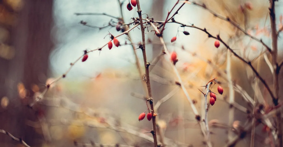 découvrez l'ugli fruit, un agrume unique au goût sucré et acidulé, parfait pour vos recettes saines et rafraîchissantes.