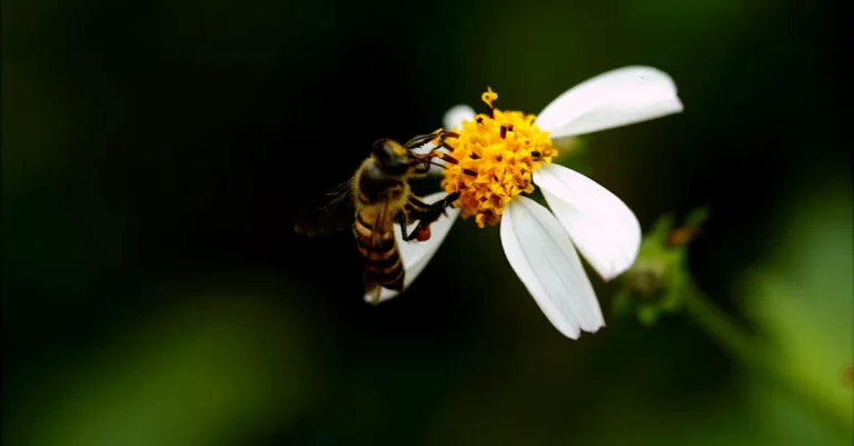 découvrez le ratio de mélange idéal pour un screed lean, garantissant une consistance optimale et une durabilité accrue pour vos projets de construction.