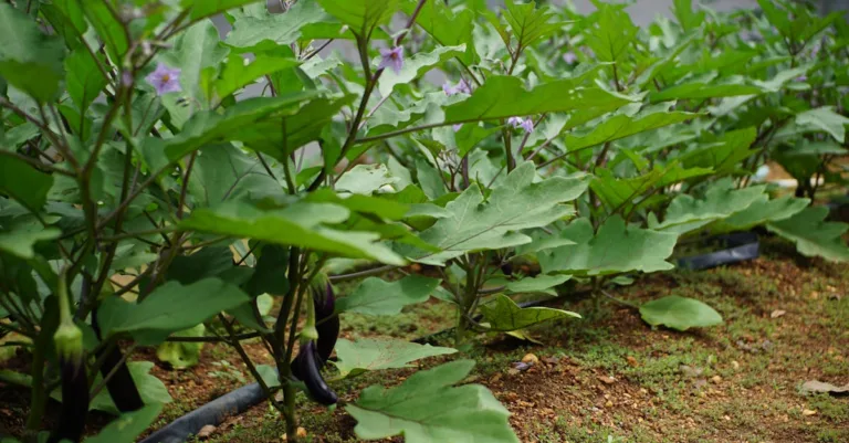 découvrez notre large sélection de produits pour le jardin et la maison, alliant qualité et innovation pour embellir votre espace de vie.