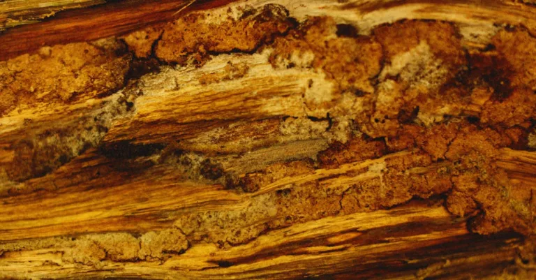 calcul de la résistance des fibres de bois : méthodes et applications pour garantir la durabilité et la performance des matériaux en bois.