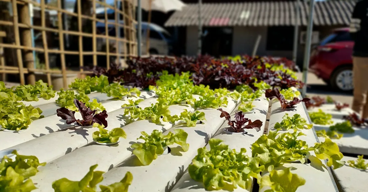 découvrez l'aquaponie, un système durable combinant aquaculture et hydroponie pour cultiver plantes et poissons de manière écologique et efficace.