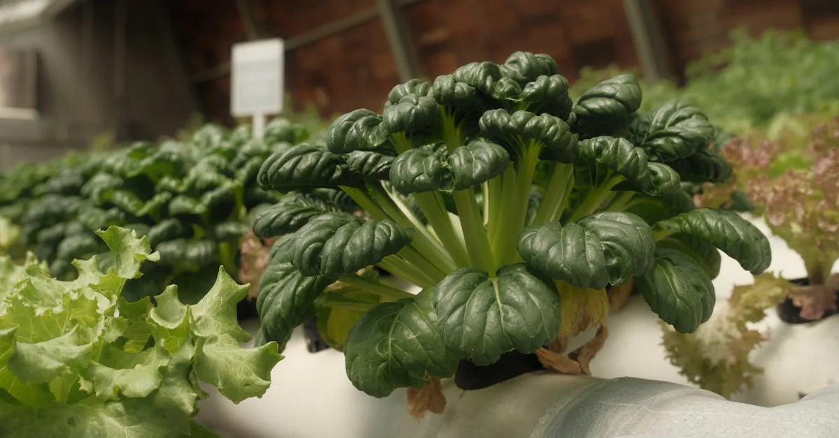 découvrez l'aquaponie, une méthode écologique alliant culture de plantes et élevage de poissons pour un jardinage durable et efficace.