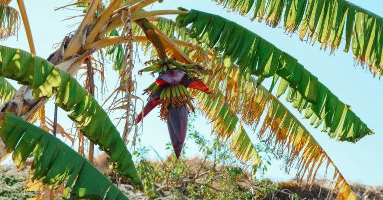 apprenez à tailler votre bananier efficacement pour favoriser sa croissance et obtenir de beaux fruits grâce à nos conseils de taille adaptés.