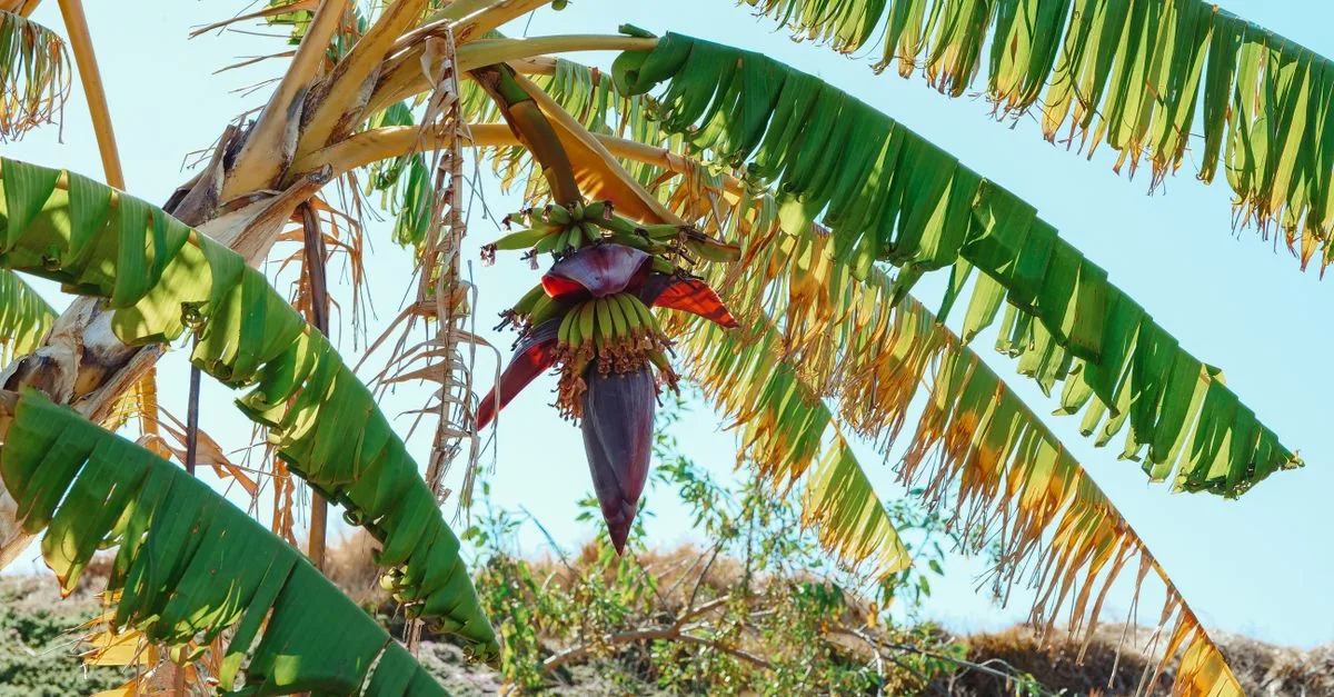 apprenez à tailler votre bananier efficacement pour favoriser sa croissance et obtenir de beaux fruits grâce à nos conseils de taille adaptés.