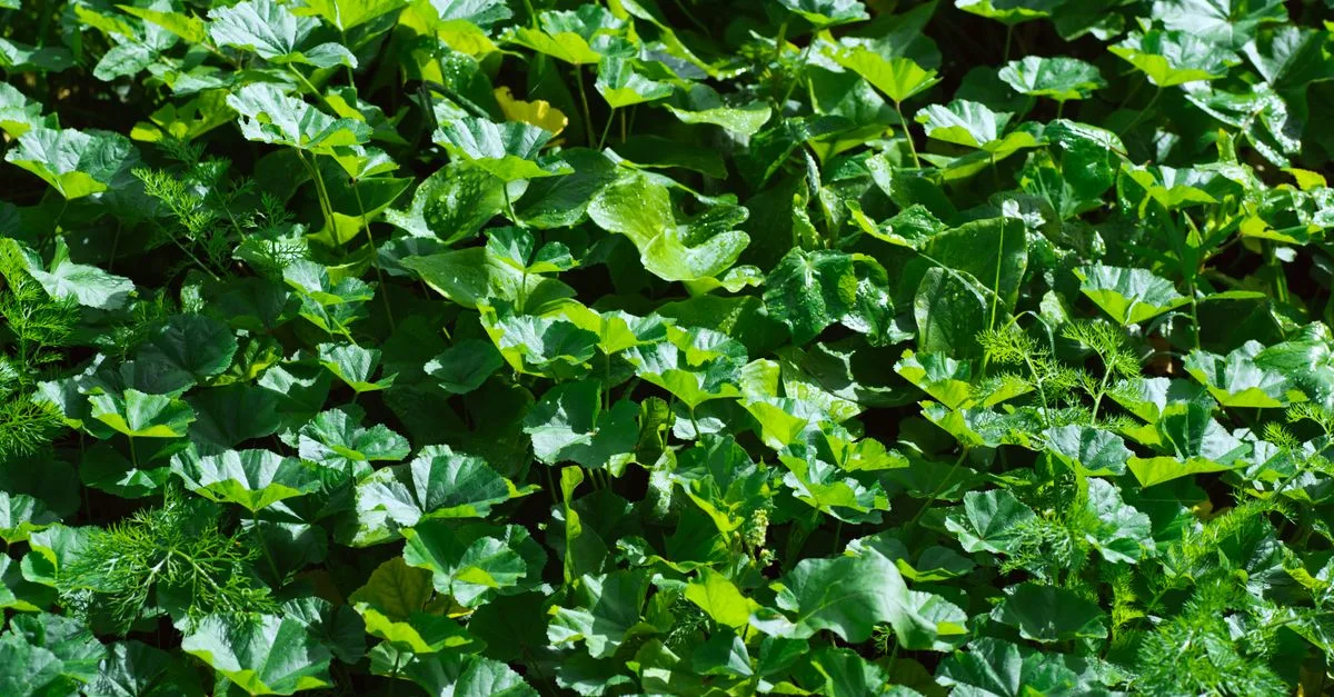 guide complet pour la plantation de chayote : conseils pratiques, période idéale, préparation du sol et entretien pour réussir votre culture de chayote.