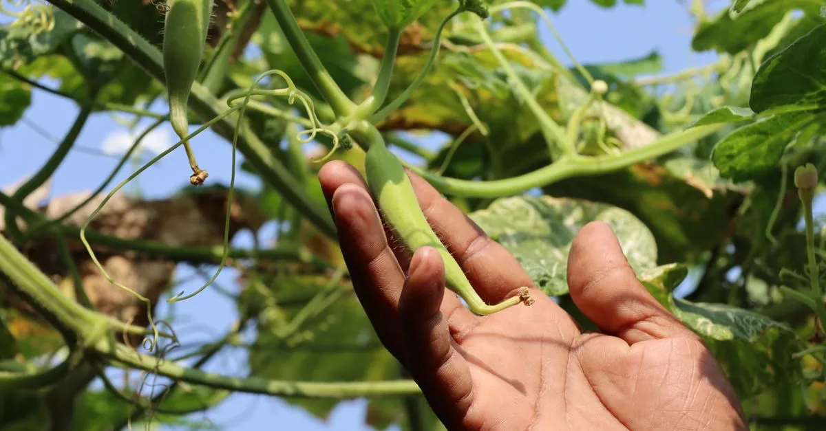 guide complet pour la plantation de chayote : conseils pratiques, période idéale, préparation du sol et entretien pour une culture réussie.