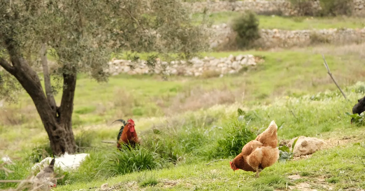 découvrez notre ferme écologique engagée dans des pratiques agricoles durables et respectueuses de l'environnement pour produire des aliments sains et naturels.