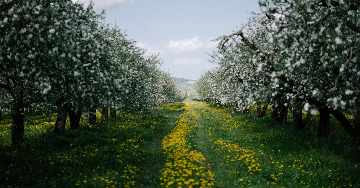 découvrez l'importance de la sanitation des vergers pour prévenir les maladies, améliorer la santé des arbres et optimiser la production fruitière.