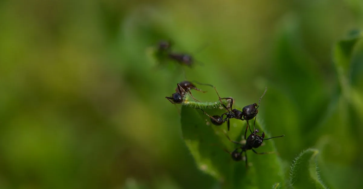 découvrez la signification de la présence de fourmis dans la maison et comment y remédier efficacement pour préserver votre confort et votre hygiène.
