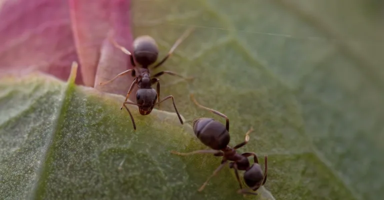 découvrez la signification de la présence de fourmis dans la maison et apprenez comment identifier les causes et solutions pour les éliminer efficacement.