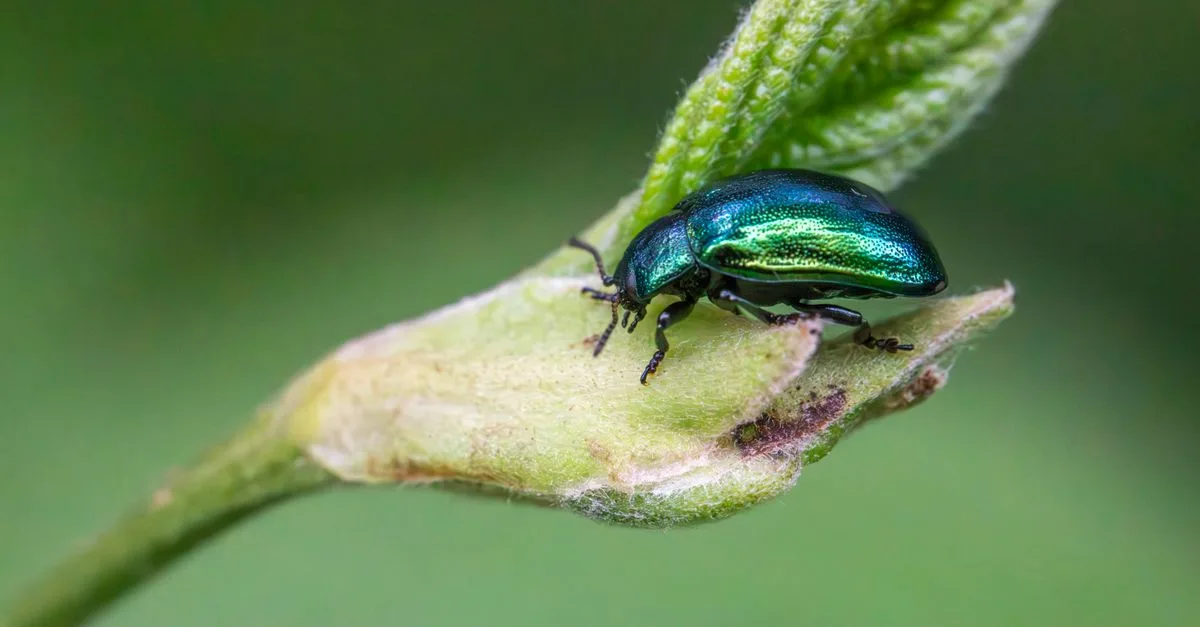 découvrez tout sur les coléoptères : leurs caractéristiques, habitats, et rôle écologique. apprenez à identifier différentes espèces de beetles et leur importance dans la nature.