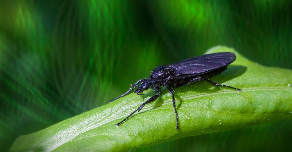 découvrez tout sur l'insecte volant noir : caractéristiques, habitat, et conseils pour l'identifier facilement.