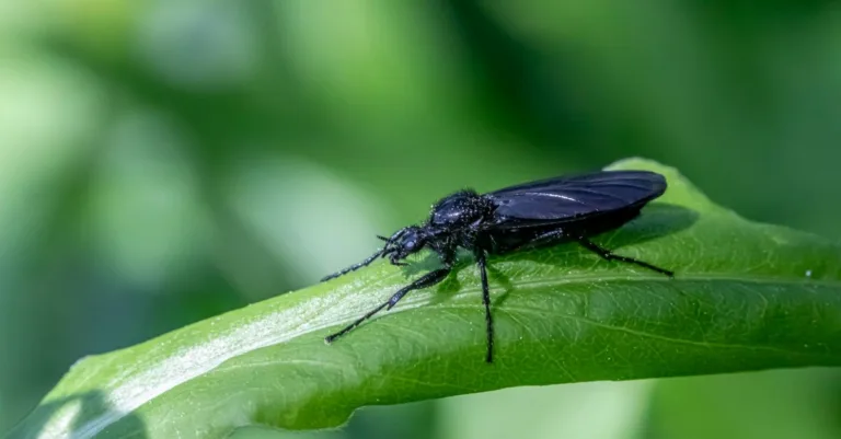 découvrez tout sur l'insecte volant noir : caractéristiques, habitat et comportement de cet insecte mystérieux.