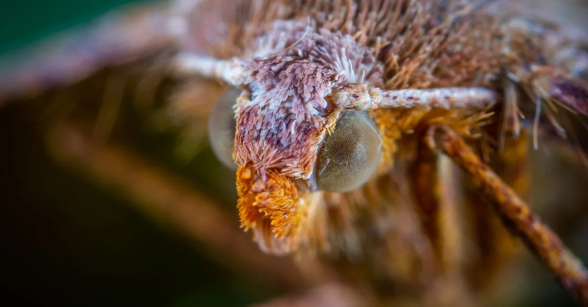découvrez tout sur l'insecte brun, son habitat, son comportement et son rôle dans l'écosystème.