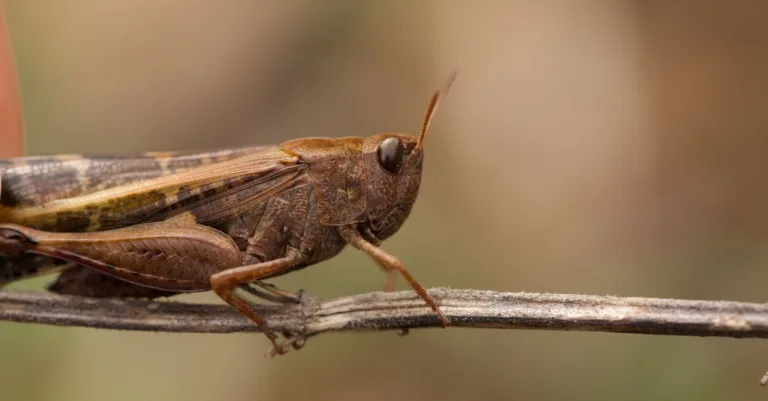 découvrez tout ce qu'il faut savoir sur les insectes bruns : caractéristiques, habitats, comportements et leur rôle dans l'écosystème.