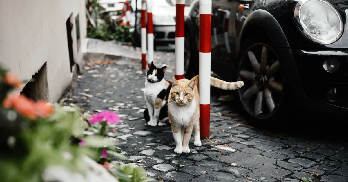 découvrez des conseils pratiques pour assurer une coexistence harmonieuse entre vos chats et autres animaux ou membres de la famille.
