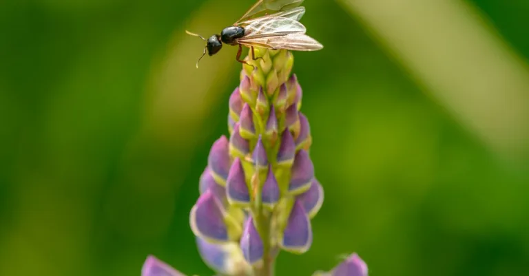 découvrez tout ce qu'il faut savoir sur les fourmis volantes : leur apparition, leur comportement et comment les gérer efficacement.