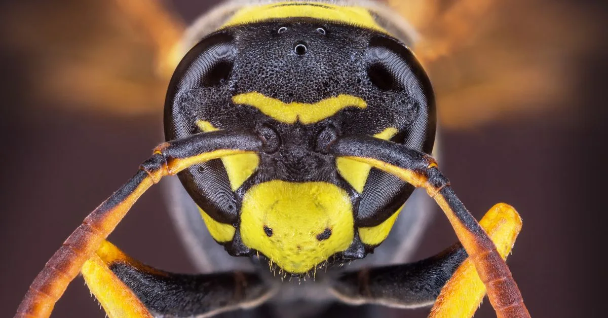 découvrez tout sur la grande frelon noir, un insecte impressionnant reconnu pour sa taille imposante et son rôle dans l'écosystème.