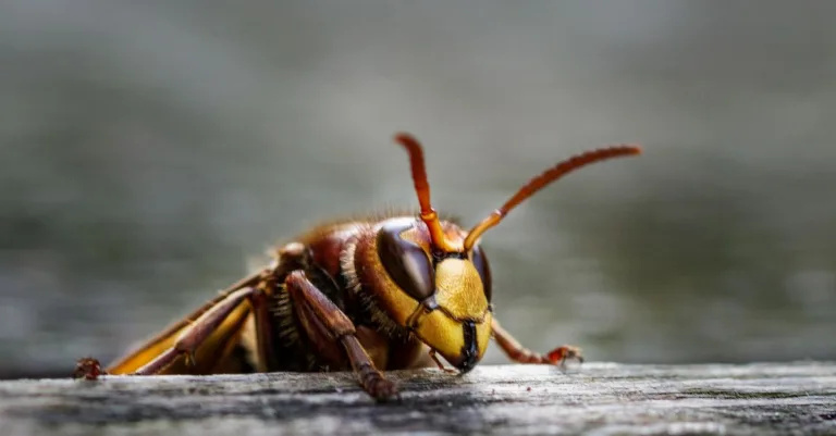 découvrez tout sur le frelon géant noir, son habitat, son comportement et son rôle dans l'écosystème.