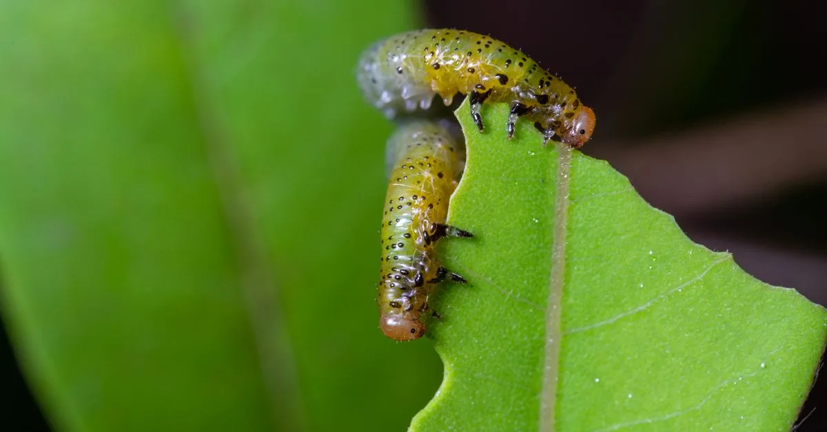 découvrez tout ce que vous devez savoir sur les asticots : leur rôle, leur habitat et leur utilisation dans différents domaines.