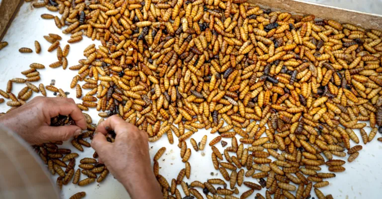 découvrez tout sur les asticots : leur rôle, leur habitat, et leur utilisation en pêche ou en compostage.
