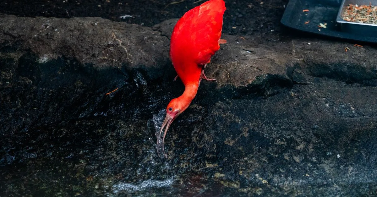 découvrez scarlet water, une expérience unique alliant fraîcheur et intensité dans chaque goutte. parfait pour ceux qui recherchent une touche d'élégance et de passion.