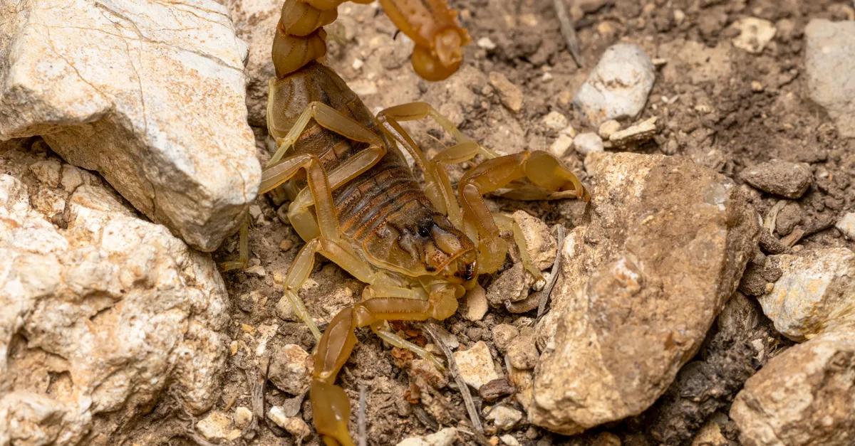 découvrez tout sur le scorpion : ses caractéristiques, son habitat, son comportement fascinant et son rôle dans la nature.