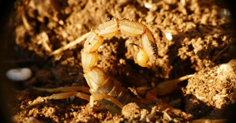 découvrez tout sur le scorpion : caractéristiques, habitat, comportements et faits fascinants sur cet animal mystérieux et redoutable.