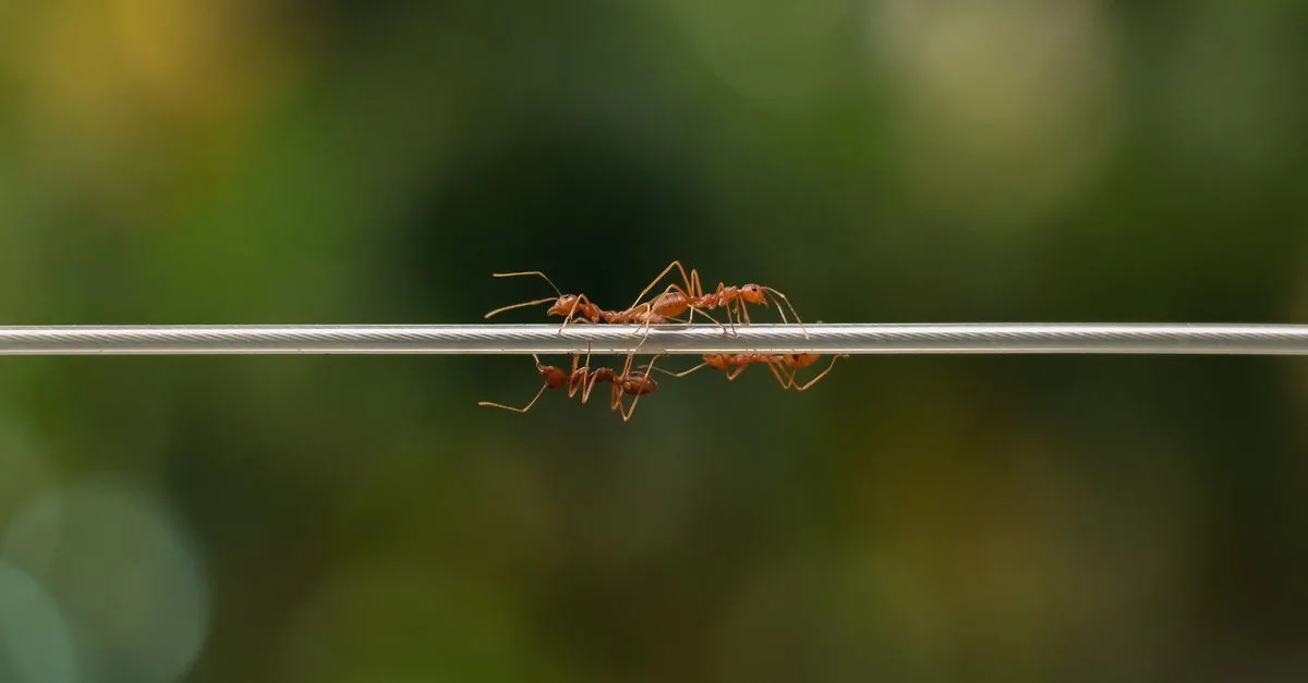 découvrez la signification spirituelle des fourmis dans la maison et ce que leur présence peut révéler sur votre vie intérieure et votre environnement.