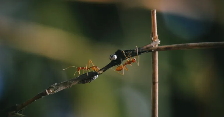 découvrez la signification spirituelle de la présence de fourmis dans la maison et ce que ce phénomène symbolise dans votre vie.