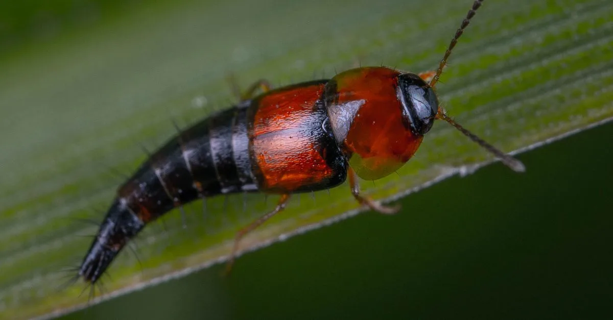 découvrez comment identifier et éliminer les petits insectes noirs dans votre maison pour un intérieur sain et propre.