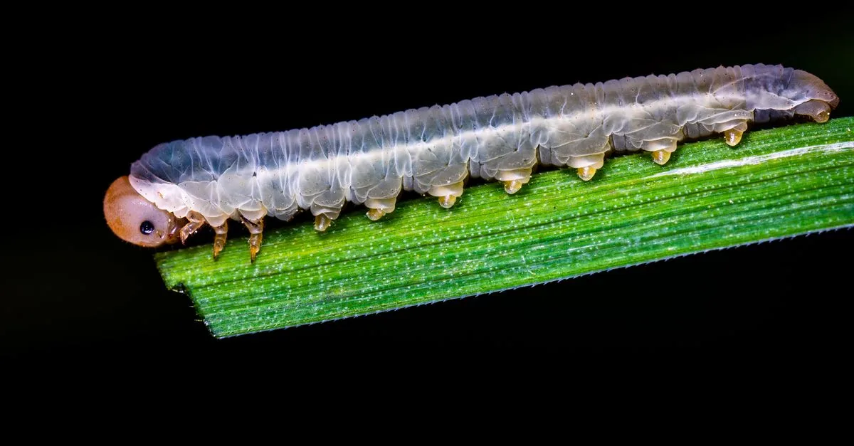 découvrez tout sur les asticots blancs : leur origine, leur rôle dans la nature et comment les identifier efficacement.