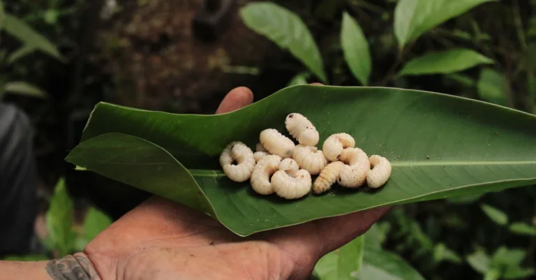 découvrez tout sur les asticots blancs : leur apparence, leur habitat, et comment les identifier correctement.