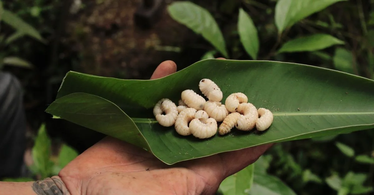 découvrez tout sur les asticots blancs : leur apparence, leur habitat, et comment les identifier correctement.