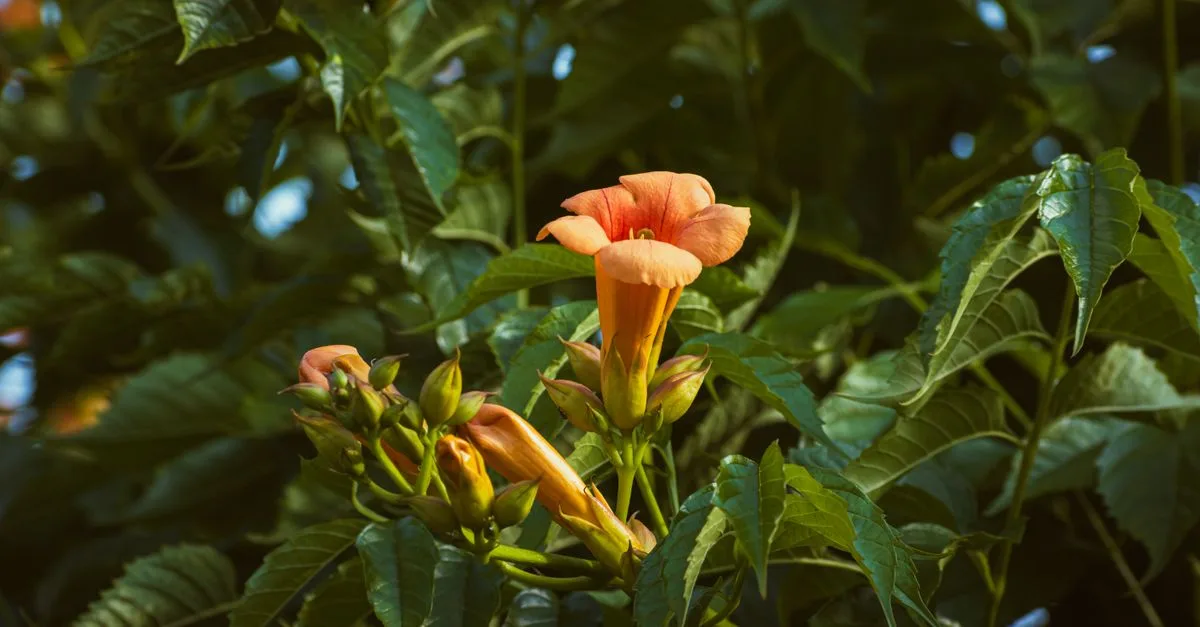 guide complet pour la plantation et l'entretien de la bignone : conseils pratiques pour réussir sa culture et profiter de ses belles fleurs.