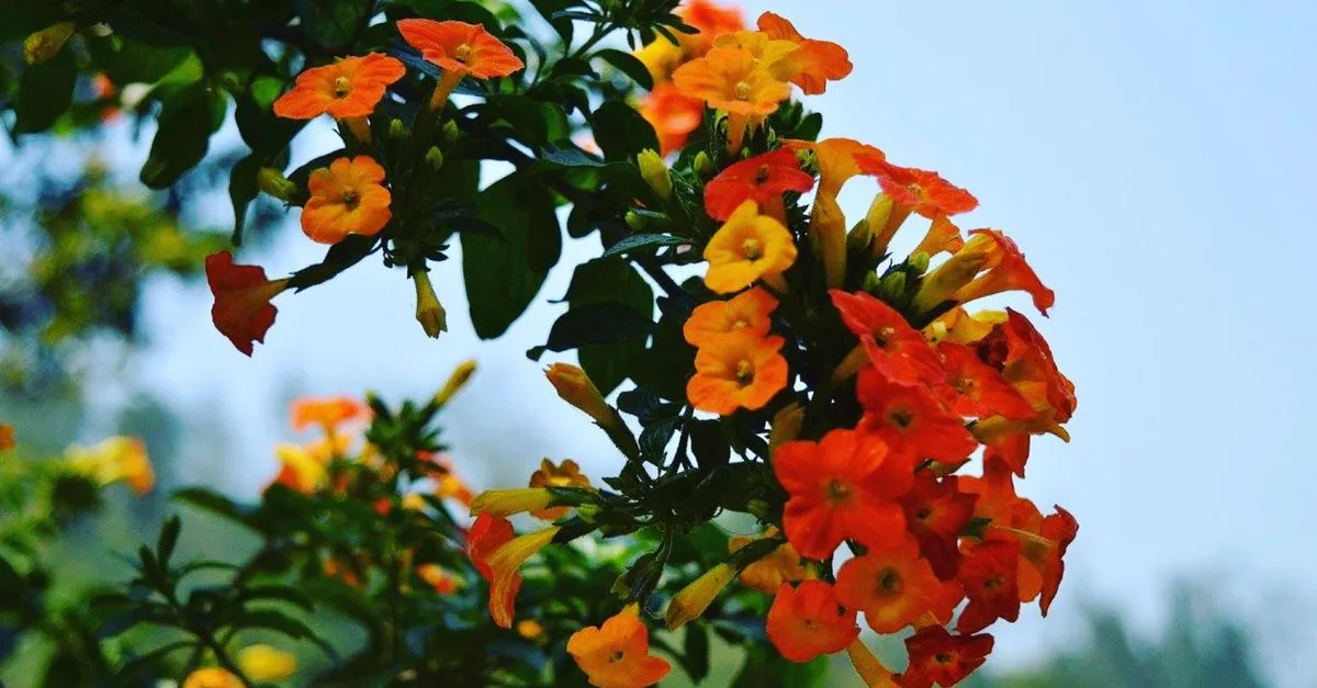 guide complet pour la plantation et l'entretien de la bignone, une plante grimpante aux fleurs éclatantes. conseils pratiques pour réussir sa culture et profiter de sa beauté tout au long de l'année.
