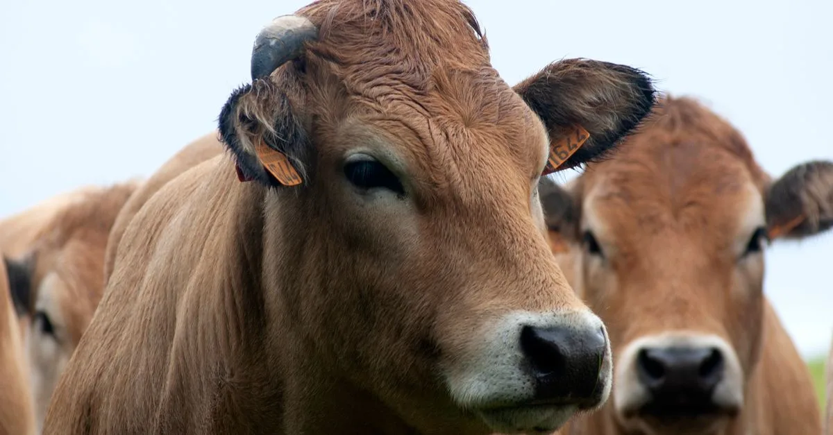 découvrez les différentes races bovines, leurs caractéristiques, origines et utilisations pour l'élevage et la production agricole.