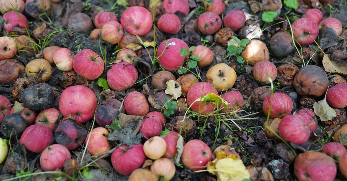 découvrez comment composter facilement chez vous pour réduire vos déchets organiques et créer un engrais naturel et écologique.