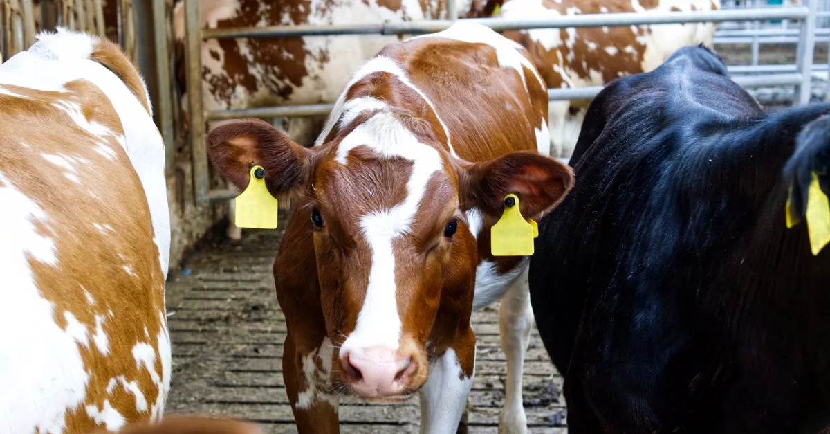 découvrez les prix actuels des bovins pour rester informé du marché et prendre les meilleures décisions d'achat ou de vente.