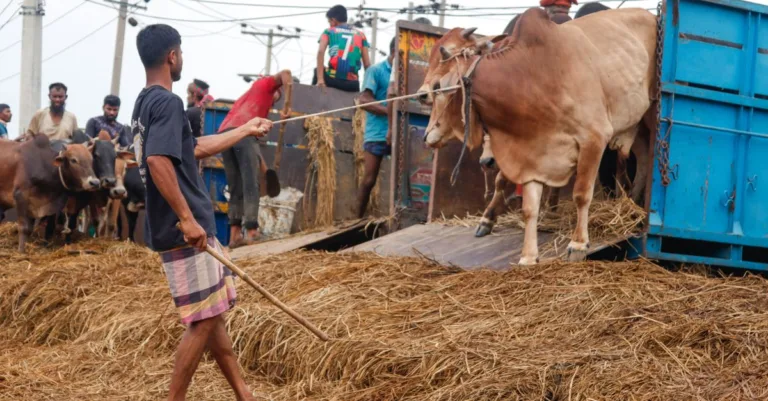découvrez les prix actuels des vaches, analyse du marché bovin et conseils pour acheter ou vendre au meilleur prix.