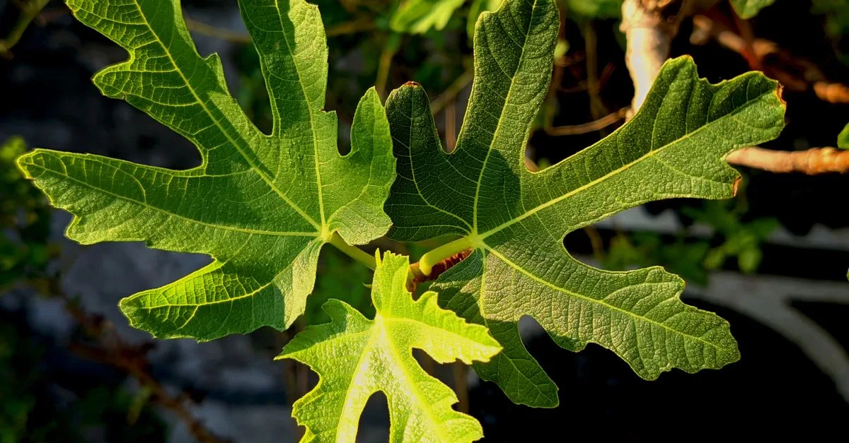découvrez les inconvénients de planter un figuier dans votre jardin, incluant ses besoins spécifiques, les risques pour les autres plantes, et les soucis d'entretien.