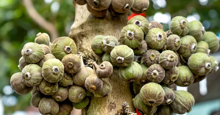 découvrez les inconvénients du figuier dans le jardin, ses impacts sur l'espace, l'entretien nécessaire et les éventuels problèmes liés à sa cultivation.