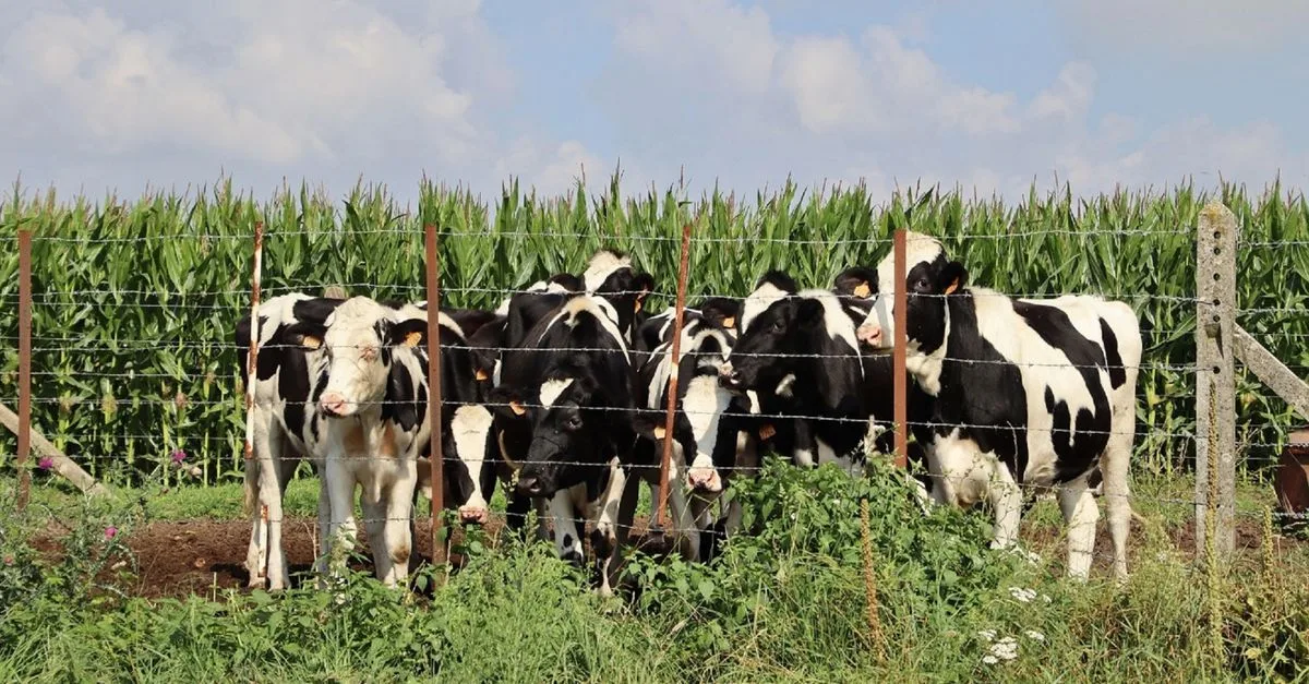 découvrez le prix des vaches holstein et leur production laitière pour optimiser votre élevage et maximiser vos revenus agricoles.