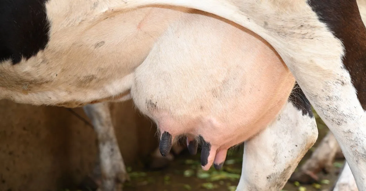 découvrez les prix des vaches holstein et leur production laitière pour optimiser votre élevage et maximiser vos revenus.
