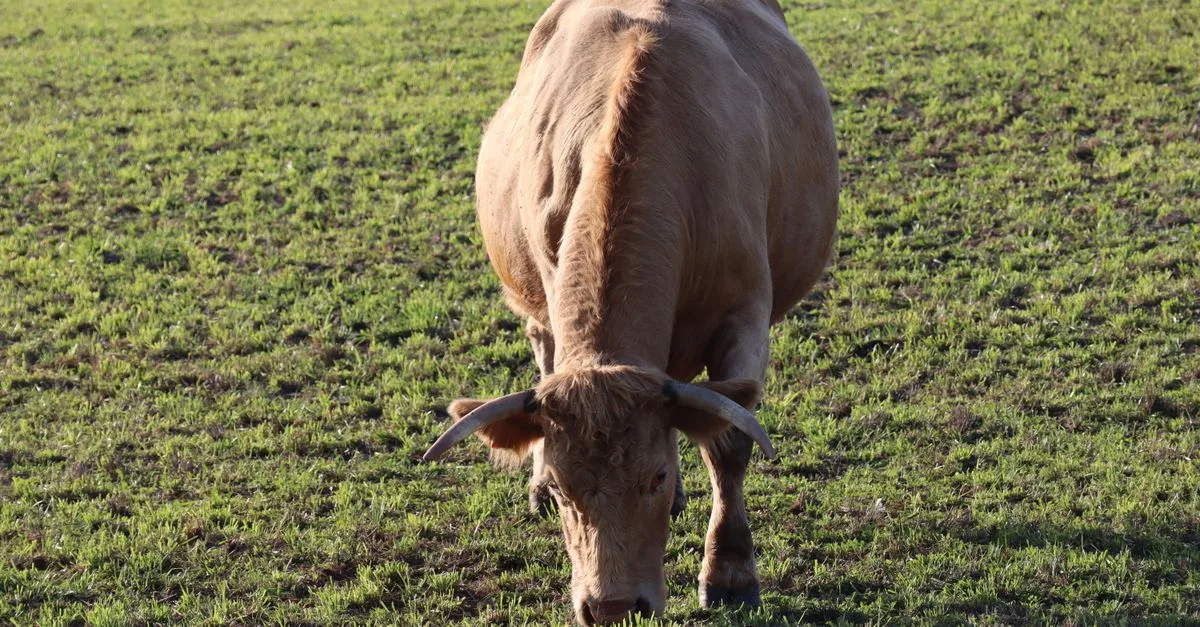 découvrez le prix et les caractéristiques de la vache limousine, une race bovine réputée pour sa qualité et sa performance.
