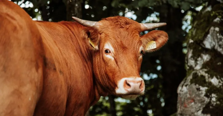 découvrez le prix et les caractéristiques de la vache limousine, une race bovine prisée pour sa qualité de viande et ses aptitudes rustiques.