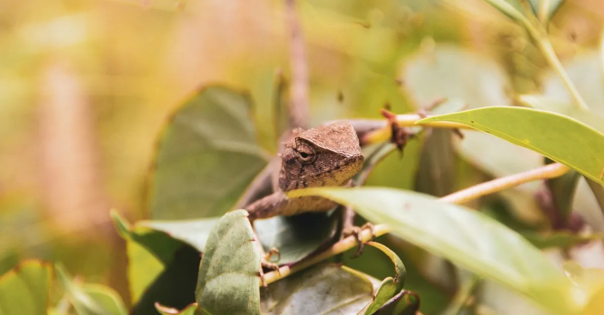 découvrez notre solution efficace pour éloigner les lézards de votre maison et jardin. repoussez ces reptiles facilement avec notre répulsif naturel et sans danger.
