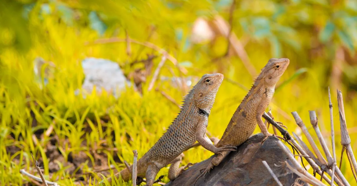 découvrez notre répulsif efficace contre les lézards, facile à utiliser pour protéger votre maison et votre jardin naturellement.