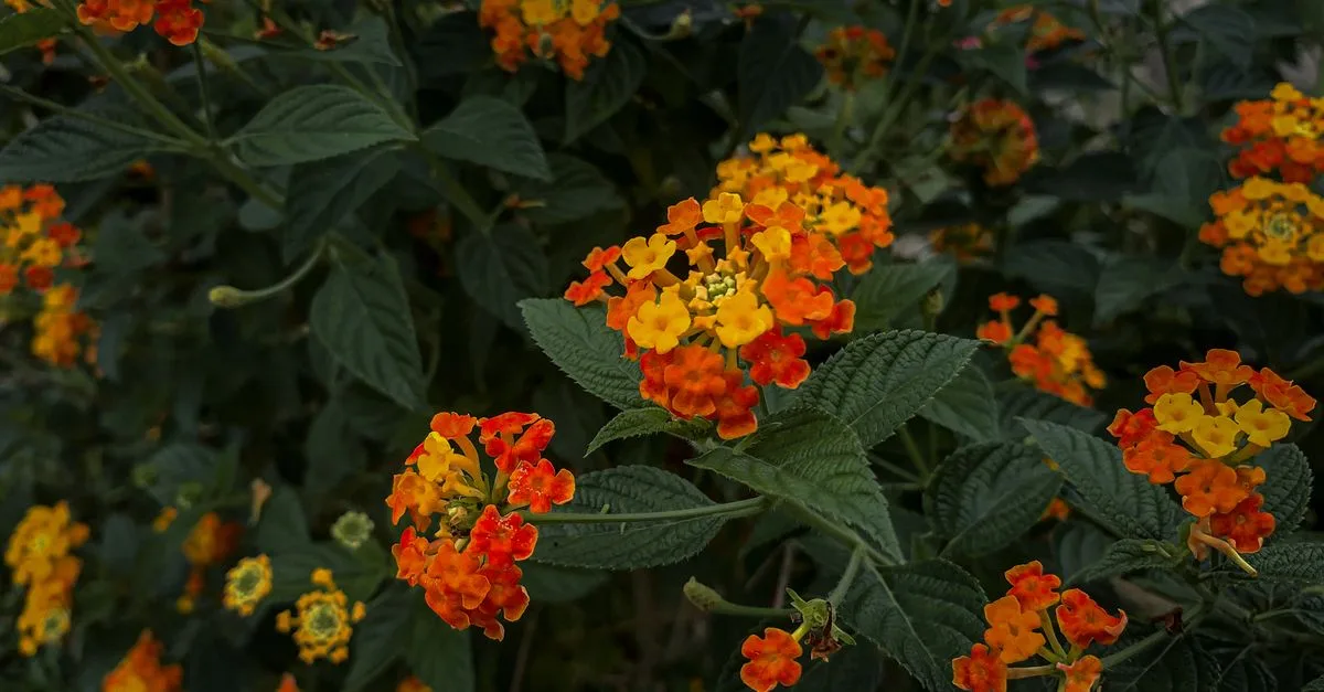 fleuraison de l'oranger du mexique : découvrez la beauté délicate et parfumée de ses fleurs orange éclatantes.