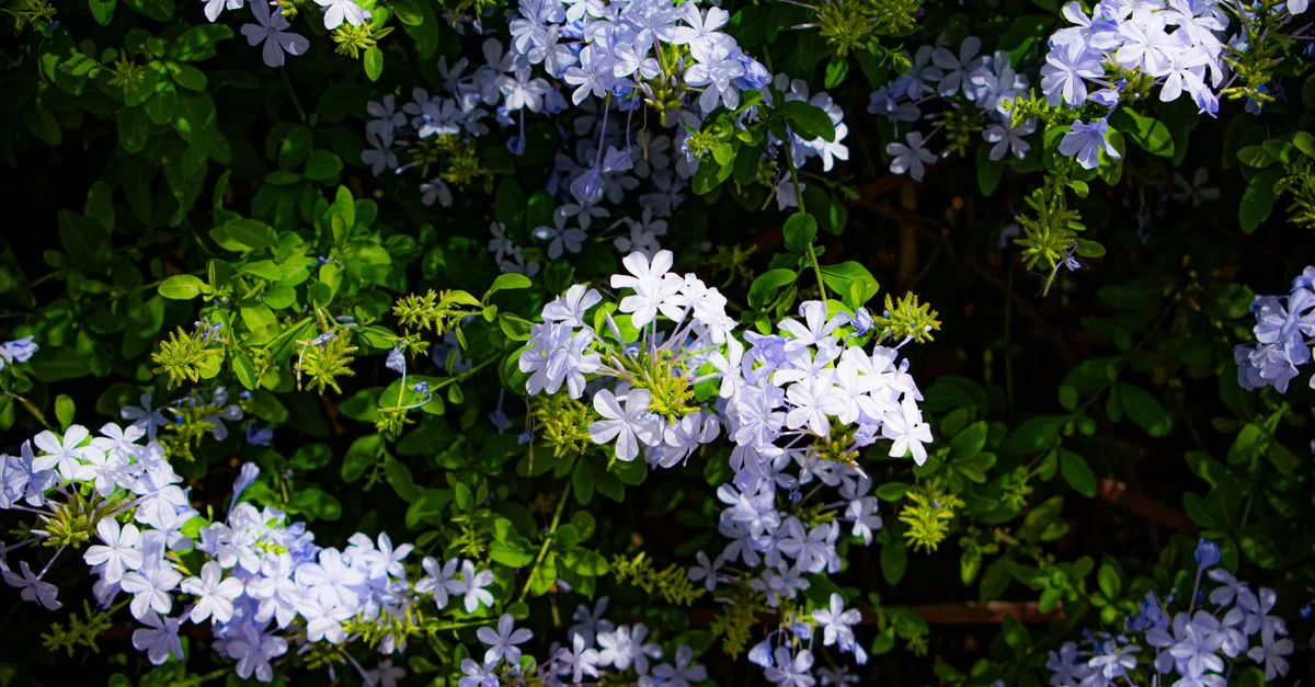 découvrez la floraison captivante de l'oranger du mexique, une fleur éclatante qui embellit votre jardin avec ses pétales orange vif et son parfum délicat.